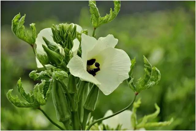 杰克在奈布生殖部位放蔬菜_冰块和棉签的用法小黄花